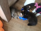 Małe kostki, koty, kocurki oddam za darmo! - 2