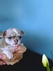 Chihuahua Krótkowłosy Błękitny Królewicz - 9