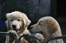 Golden retriever - 14