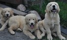 Golden retriever - 3