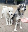 POMOCY - 16 psów PILNIE szuka domów stałych/tymczasowych! - 2