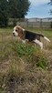 Beagle śliczne sunie i pieski - 7