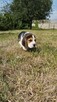 Beagle śliczne sunie i pieski - 3
