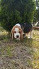 Beagle śliczne sunie i pieski - 2