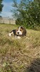 Beagle śliczne sunie i pieski - 6