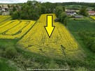 Działka w Kalinie Wielkiej - wachowicz.nieruchomosci, pl - 2