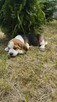 Beagle śliczne sunie i pieski - 8