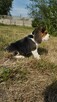 Beagle śliczne sunie i pieski - 1