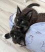 kotki Maine Coon - 3