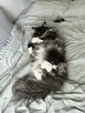 kotki Maine Coon - 5