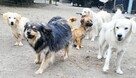 POMOCY - 16 psów PILNIE szuka domów stałych/tymczasowych! - 3