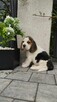 Beagle śliczne sunie i pieski - 4