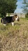 Beagle śliczne sunie i pieski - 5