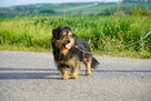 Maniek jest gotowy na nowy start! Podaruj mu dom - 1