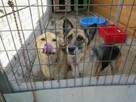 Lulu do adopcji - 5