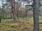 Piękna duża działka inwestycyjna 30km od granic Warszawy - 14