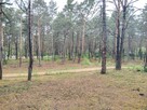 Piękna duża działka inwestycyjna 30km od granic Warszawy - 8