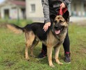 Aktywny większy psiak Maxym - 3