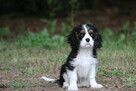Piesek ZKwP gotowy do odbioru Cavalier King Charles Spaniel - 6