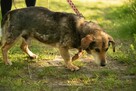 Poznaj Wujka – najukochańszego staruszka świata - 5