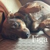 Figa po śmierci Pani pilnie szuka domku! - 1