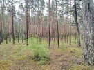 Piękna duża działka inwestycyjna 30km od granic Warszawy - 7