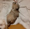 Malshi slodkie maluchy - 4