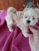 Malshi slodkie maluchy - 5