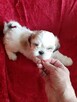 Malshi slodkie maluchy - 1