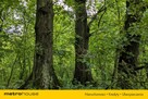 Zabytkowy Park Pałacowy/Dworski z XIX w. - 7.27ha - 3