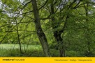Zabytkowy Park Pałacowy/Dworski z XIX w. - 7.27ha - 4