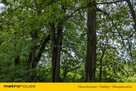 Zabytkowy Park Pałacowy/Dworski z XIX w. - 7.27ha - 6