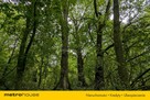 Zabytkowy Park Pałacowy/Dworski z XIX w. - 7.27ha - 8