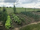Pięknie położone siedlisko, w okolicach Olsztyna - 9