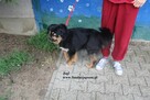 Jogi, patzry sercem - 4