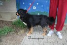 Jogi, patzry sercem - 5