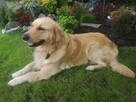 Szczeniaki GOLDEN RETRIVER - 10