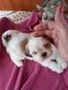 Malshi slodkie maluchy - 2