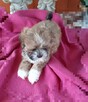Malshi slodkie maluchy - 3