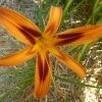Liliowiec TIGEREYE SPIDER – oryginalna bylina - 3