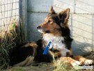 BRATEK - przerażony psiak w typie collie szuka domu - 3