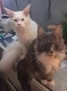 Kotka balbinka Maine coon - 2