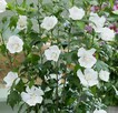Hibiskus FLOWER TOWER WHITE – biały akcent w ogrodzie! - 2