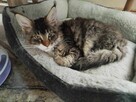 Kotka balbinka Maine coon - 3