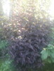 Pecherzyca kalinolistna - 1