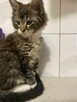 Kotka balbinka Maine coon - 4
