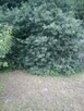 Działka ogrodowa z aktem notarialnym własnościowym - 6