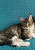 Kotka balbinka Maine coon - 5