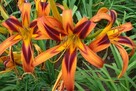Liliowiec TIGEREYE SPIDER – oryginalna bylina - 2