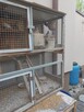 Para Ryzowcow - 3